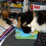 Diamond Would you dare to move that kitty from her spot???