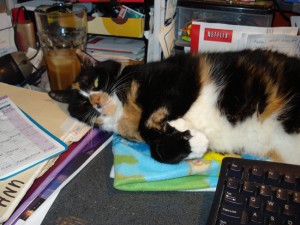 Would you dare to move that kitty from her spot???