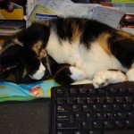 Diamond trying to nap Payback: my light disrupts her sleep